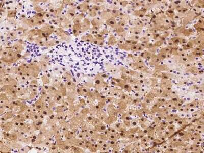 Immunohistochemistry-Paraffin: MAT1A Antibody [NBP2-97484]