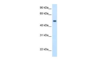 Western Blot: MAT1A Antibody [NBP1-54893]