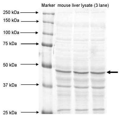 Western Blot: MAT1A Antibody [NBP1-55120]
