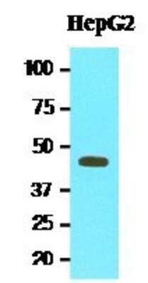 Western Blot: MAT2A Antibody (3A2)BSA Free [NBP1-28605]