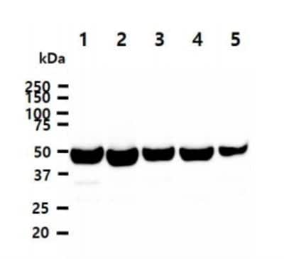 Western Blot: MAT2A Antibody (3A2)BSA Free [NBP1-28605]