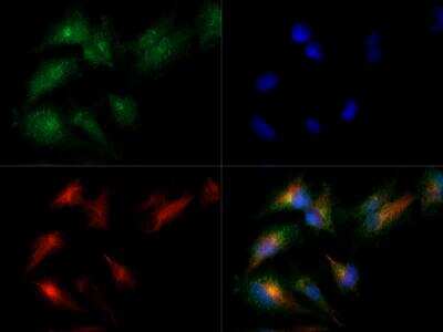 Immunocytochemistry/ Immunofluorescence: MAT2A Antibody - BSA Free [NB110-94158]
