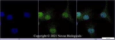 Immunocytochemistry/ Immunofluorescence: MAT2A Antibody - BSA Free [NB110-94158]