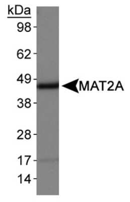 Western Blot: MAT2A AntibodyBSA Free [NB110-94158]