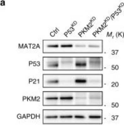 Western Blot: MAT2A AntibodyBSA Free [NB110-94158]
