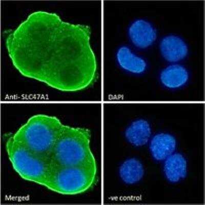 Immunocytochemistry/ Immunofluorescence: MATE1 Antibody [NBP1-36989]