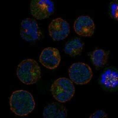 Immunocytochemistry/ Immunofluorescence: MATK Antibody [NBP3-17887]