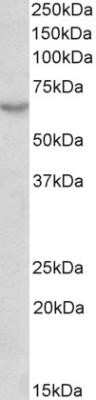 Western Blot: MAVS Antibody (58N3E1)Azide and BSA Free [NBP2-80840]