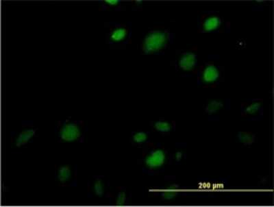 Immunocytochemistry/ Immunofluorescence: MAZ Antibody (3D2) [H00004150-M01]