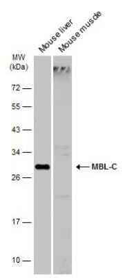 Western Blot: MBL-2 Antibody [NBP3-13134]