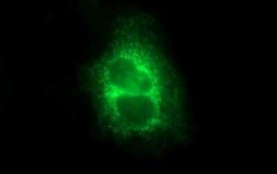 Immunocytochemistry/ Immunofluorescence: MBL Antibody (OTI1A12) - Azide and BSA Free [NBP2-72594]