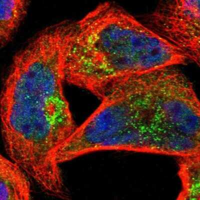 Immunocytochemistry/ Immunofluorescence: MBNL3 Antibody [NBP1-85635]
