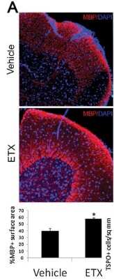 Immunocytochemistry/ Immunofluorescence: MBP Antibody (12) [NB600-717]