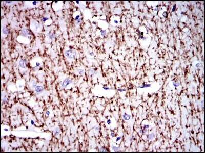 Immunohistochemistry-Paraffin: MBP Antibody (2H9) - Azide and BSA Free [NBP2-80844]