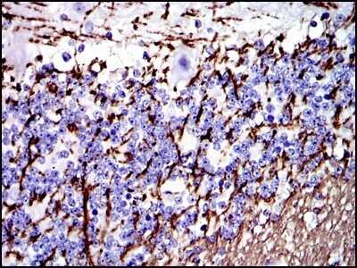 Immunohistochemistry-Paraffin: MBP Antibody (2H9) - Azide and BSA Free [NBP2-80844]