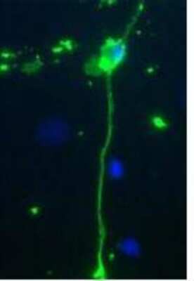Immunocytochemistry/ Immunofluorescence: MBP Antibody [NBP2-29656]