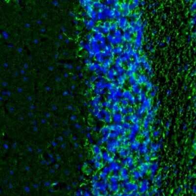 Immunohistochemistry: MBP Antibody [NBP2-33555]