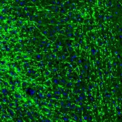 Immunohistochemistry: MBP Antibody [NBP2-33555]