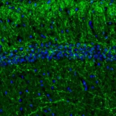 Immunohistochemistry: MBP Antibody [NBP2-33555]