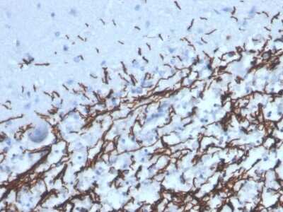 Immunohistochemistry-Paraffin: MBP Antibody (MBP/4277R) [NBP3-07276]