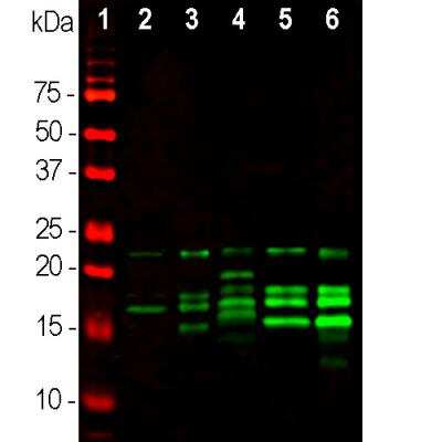 Western Blot: MBP Antibody [NBP2-50035]
