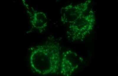 Immunofluorescence: MCAT Antibody (OTI2B7) [NBP2-45771]