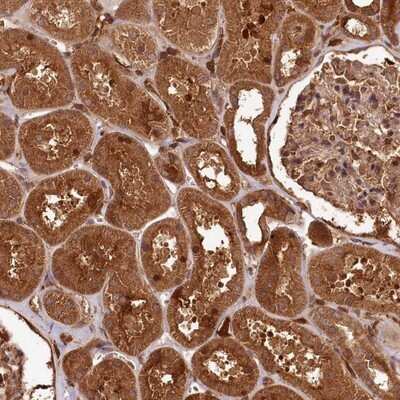 Immunohistochemistry-Paraffin: MCF2L2 Antibody [NBP1-90850]