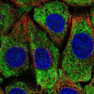 Immunocytochemistry/ Immunofluorescence: MCG10 Antibody [NBP2-55526]