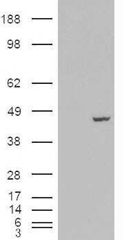 Western Blot: MCG10 Antibody [NB100-68152]