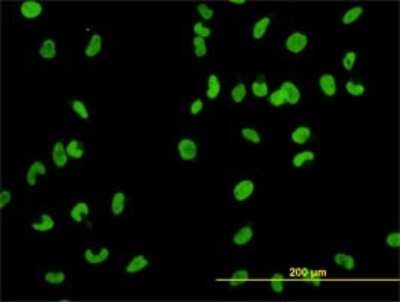 Immunocytochemistry/ Immunofluorescence: MCM2 Antibody (6A8) [H00004171-M01]