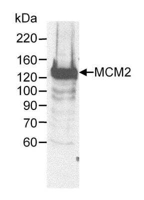 Western Blot: MCM2 Antibody [NB100-244]