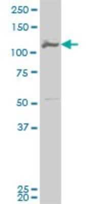 Western Blot: MCM3 Antibody (2A11) [H00004172-M02]