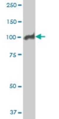 Western Blot: MCM3 Antibody (2H3) [H00004172-M04]