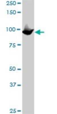 Western Blot: MCM3 Antibody (2H3) [H00004172-M04]