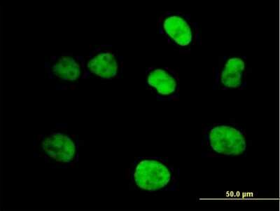 Immunocytochemistry/ Immunofluorescence: MCM4 Antibody [H00004173-B01P]