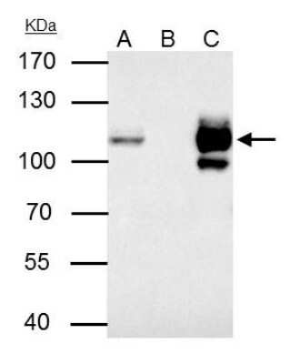 Immunoprecipitation: MCM4 Antibody [NBP1-33105]
