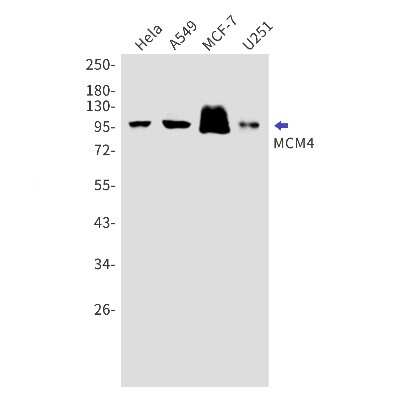 Western Blot: MCM4 Antibody (S02-8F8) [NBP3-15056]