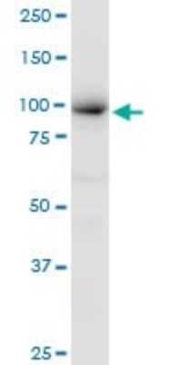 Western Blot: MCM4 Antibody [H00004173-B01P]