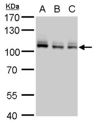 Western Blot: MCM4 Antibody [NBP1-33105]