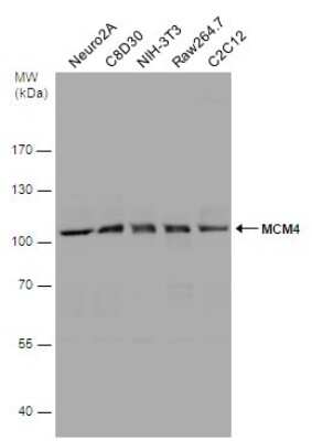 Western Blot: MCM4 Antibody [NBP1-33105]