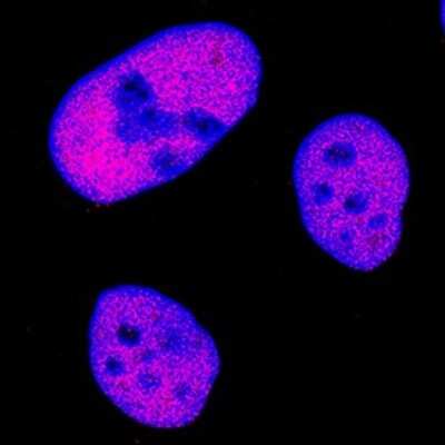 Immunocytochemistry: MCM7 Antibody (2068C) - Azide and BSA Free [MAB92171]