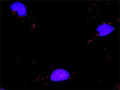 Proximity Ligation Assay: MCM7 Antibody (6C2) [H00004176-M01]