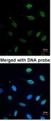 Immunocytochemistry/ Immunofluorescence: MCM7 Antibody [NBP1-31350]