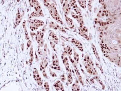 Immunohistochemistry-Paraffin: MCM7 Antibody [NBP1-31350]