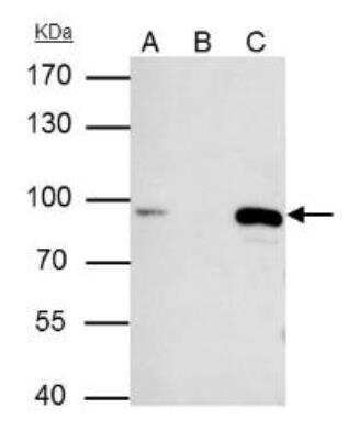 Immunoprecipitation: MCM7 Antibody [NBP1-31350]