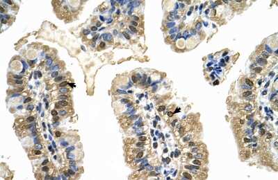 Immunohistochemistry-Paraffin: MCM8 Antibody [NBP1-58129]