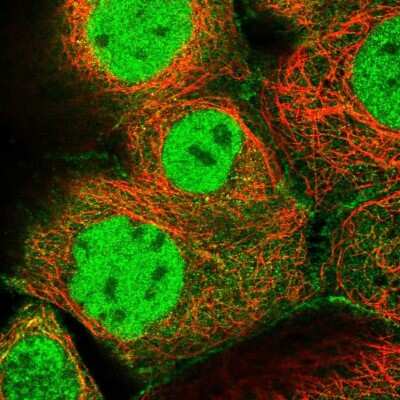 Immunocytochemistry/ Immunofluorescence: MCMBP Antibody [NBP1-90746]