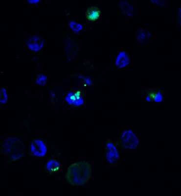 Immunocytochemistry/ Immunofluorescence: MCPIP1/ZC3H12A Antibody - BSA Free [NBP3-18333]