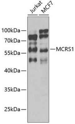 Western Blot: MCRS1 AntibodyBSA Free [NBP3-04840]