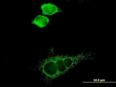 Immunocytochemistry/ Immunofluorescence: MCT1/SLC16A1 Antibody [H00006566-B01P]